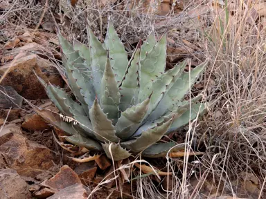 Agave multifilifera plants with slender, green foliage.