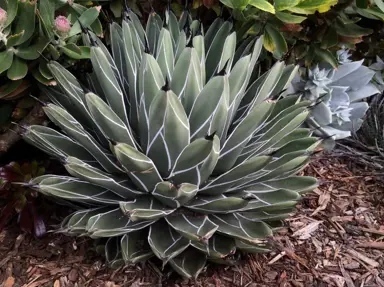 Agave nickelsiae plant in a garden.