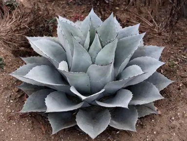 Agave ovatifolia Frosty Blue plant with colourful, blue leaves.