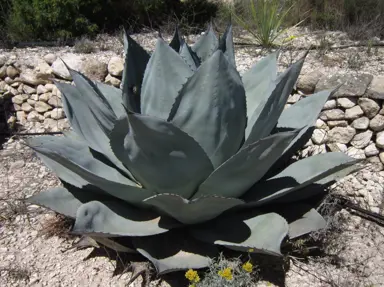 Agave ovatifolia plant with large, blue leaves.