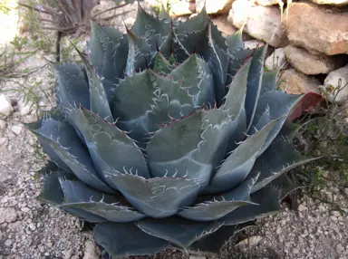 Agave parrasana plant with large and fleshy, blue leaves.