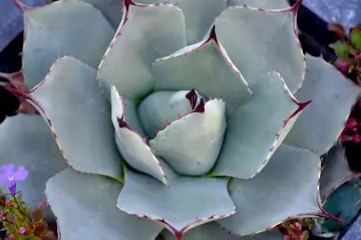 Agave parryi huachucensis plant with light-blue leaves.