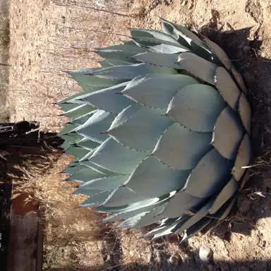 Agave parryi Truncata plant with large, grey-blue leaves.