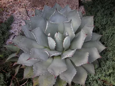 Agave parryi plant with grey foliage.