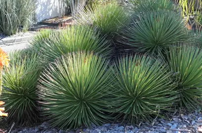 Agave stricta plants in a garden.