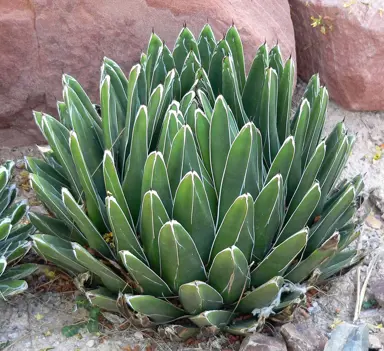 agave-victoriae-reginae-