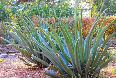 agave-vilmoriniana-