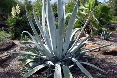 agave-americana-