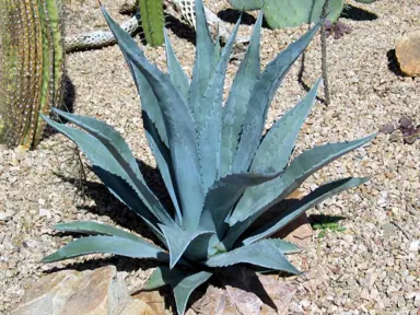 agave-americana-1