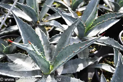 agave-americana-2