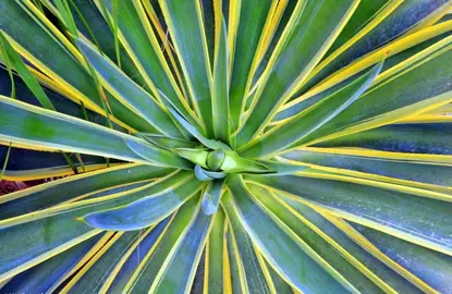 agave-desmettiana-variegata-