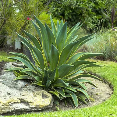 agave-desmettiana-variegata-2