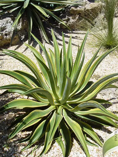 agave-desmettiana-variegata-3