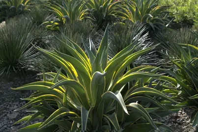 agave-desmettiana-variegata-4