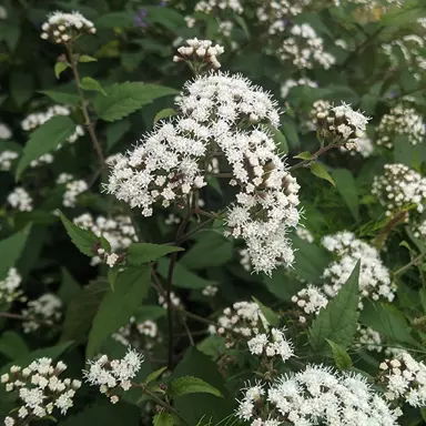 Ageratina altissima 'Chocolate' plant with white flowers and dark green leaves.