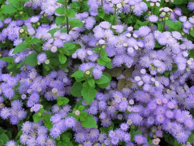 ageratum-hawaii-blue-