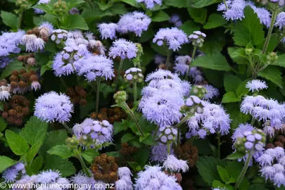 Ageratum houstonianum plant showcasing its floss-like, blue flowers and lush foliage.