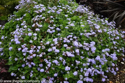 Ageratum houstonianum plant growing in a garden.