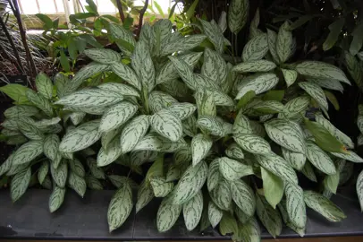 Aglaonema Silver Queen plants.