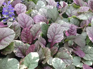 ajuga-burgundy-lace-