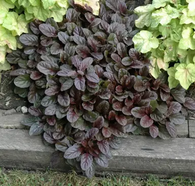 ajuga-mahogany-