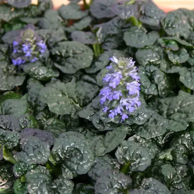 ajuga-metallica-crispa-