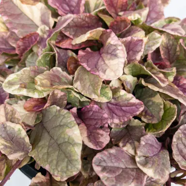 Ajuga Pink Beauty pink foliage.