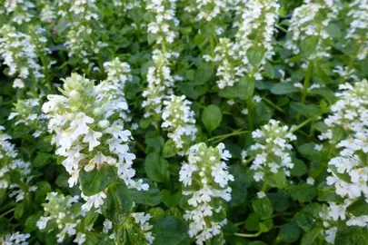 ajuga-reptans-alba-3