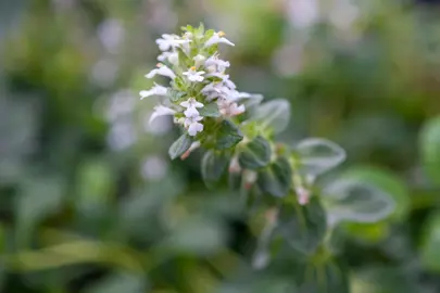 ajuga-reptans-alba-4