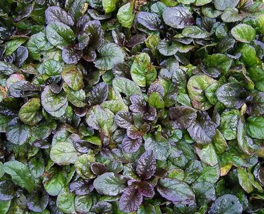 ajuga-reptans-atropurpurea-