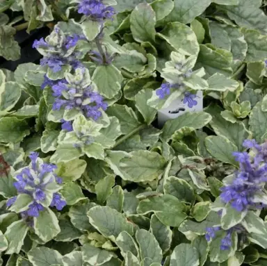 Ajuga reptans variegata foliage.