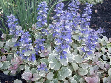 ajuga-silver-carpet-