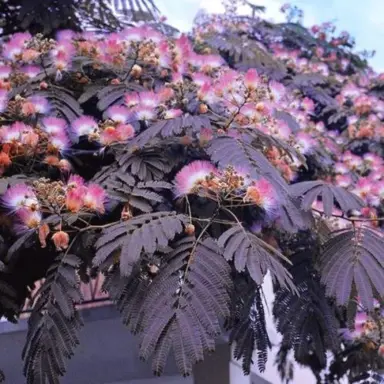 albizia-summer-chocolate-