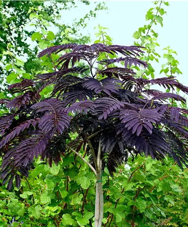 albizia-summer-chocolate-1