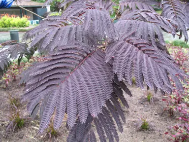 albizia-summer-chocolate-3