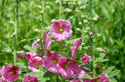 alcea-rosea-2