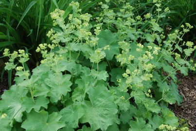 Alchemilla mollis 'Thriller' plant with yellow flowers and green foliage.