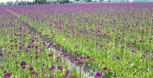 Allium ampeloprasum plants in a field with purple flowers.