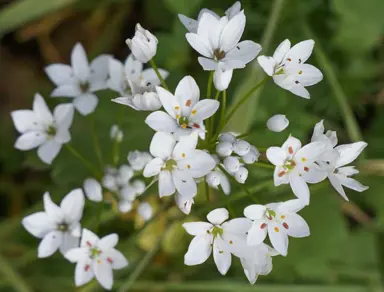 allium-neapolitanum-1