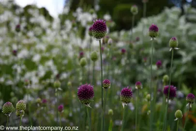 Allium sphaerocephalon purple flowers in a garden.