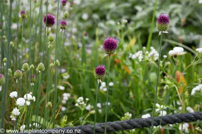 Allium sphaerocephalon purple flowers in a garden with white flowering plants.