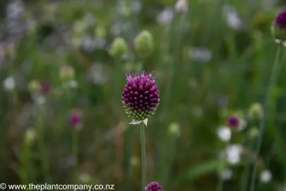 Allium sphaerocephalon purple flower.