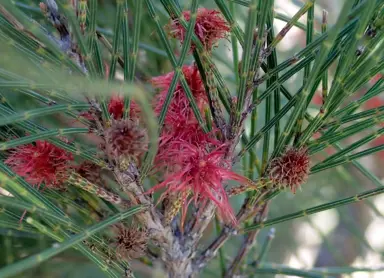 allocasuarina-littoralis--1