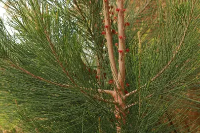 allocasuarina-littoralis-