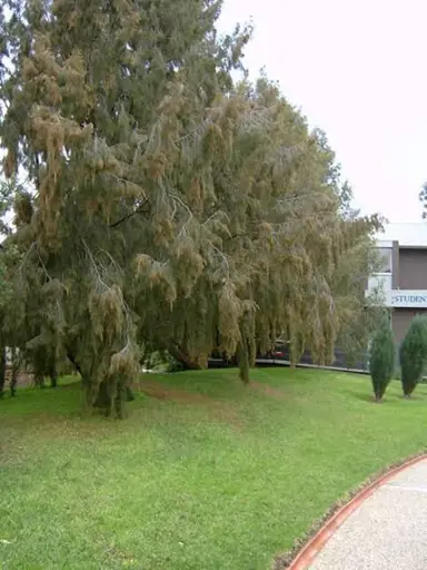 Allocasuarina torulosa trees growing in a park.