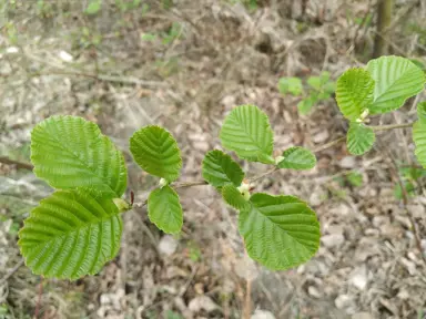 Alnus barbata green foliage.