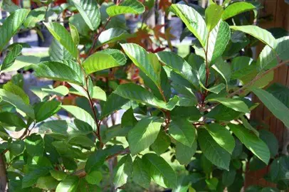 Alnus cremastogyne tree with green foliage.