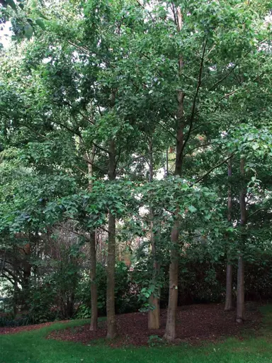 Alnus inokuma trees.