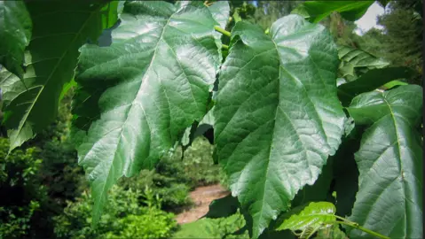 alnus-subcordata-