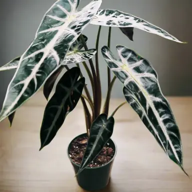 Alocasia Bambino plant.